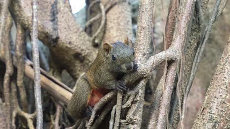 linda ardilla de pallas salvaje descansando en la vieja rama de un árbol en el parque forestal de daan en la ciudad de taipei, taiwán, toma de primer plano