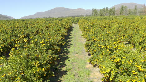 take a look at the fields of citrus