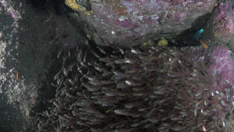 a school of juvenile fish seek protection in a underwater cave deep below the ocean