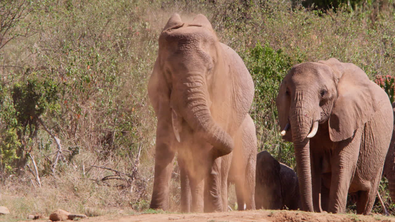 Manada de Elefantes-africanos-da-savana a caminhar na savana ao meio-dia