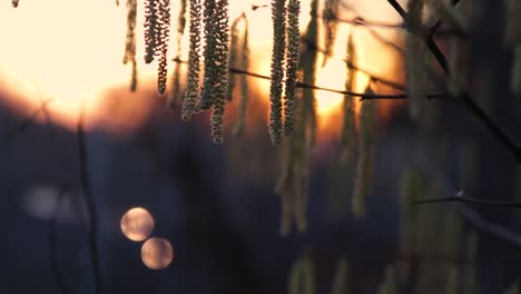 common hazel pollen an early spring during sunset with train lights coming in in the background as bokeh