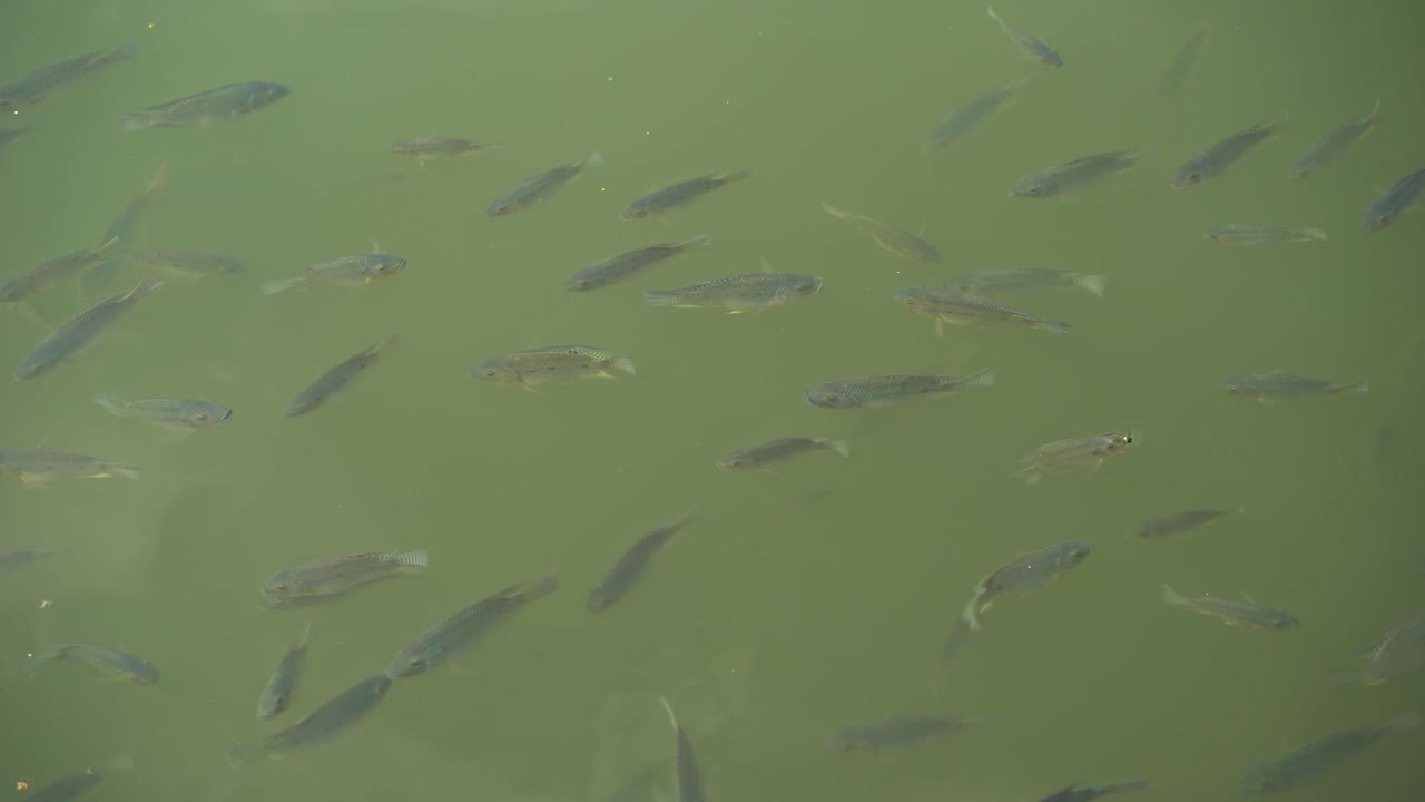 рыба играет в воде