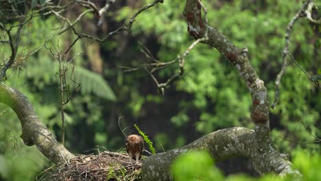 Elang-Jawa,-Que-Sólo-Se-Encuentra-En-La-Isla-De-Java-Y-Es-Uno-De-Los-Animales-Más-Amenazados.