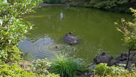 ducks-swimming-in-a-pond-Japanese-style-garden