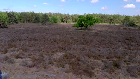 Drone aerial, young man hiking alone in beautiful open moorland field with green pine tree in the middle
