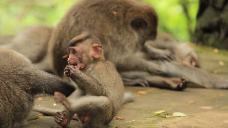 little baby balinese long-tailed macaque playfully chewing on seed among his family in ubud monkey forest, indonesia - medium close up tracking shot