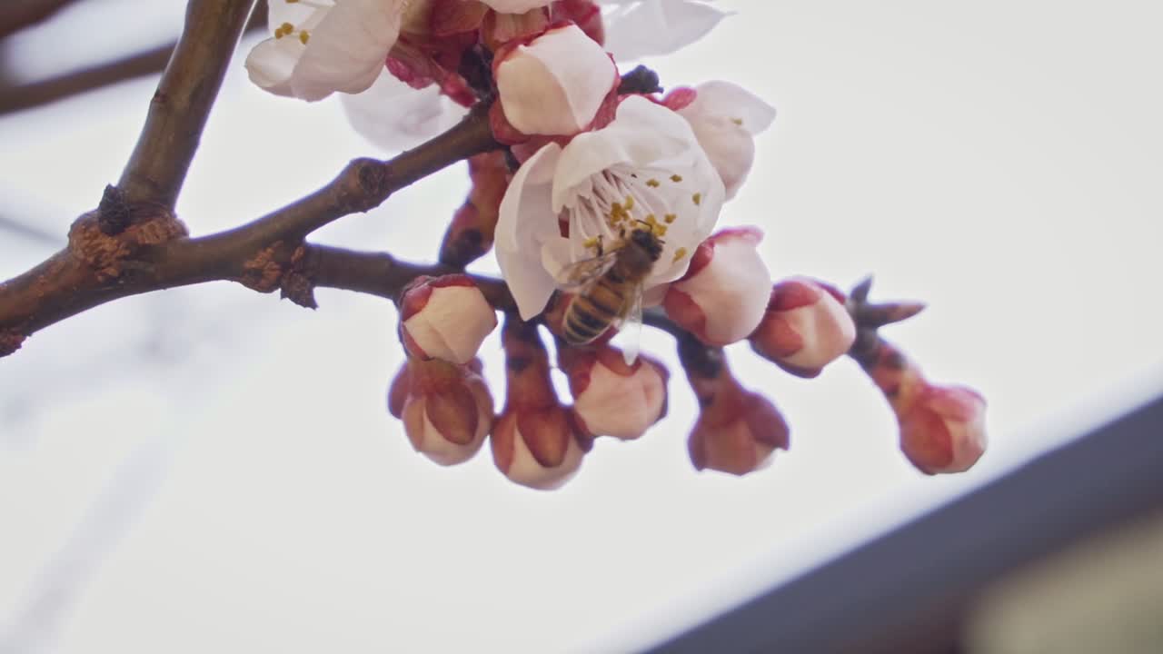 Close up of a bee collecting pollen from a blossoming apricot branch, slow motion