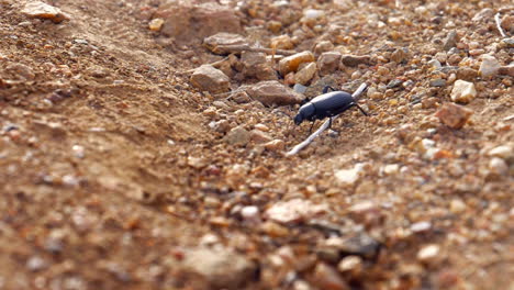 a large black beetle or eleodes obscurus walking across the dirt in the rocks in utah