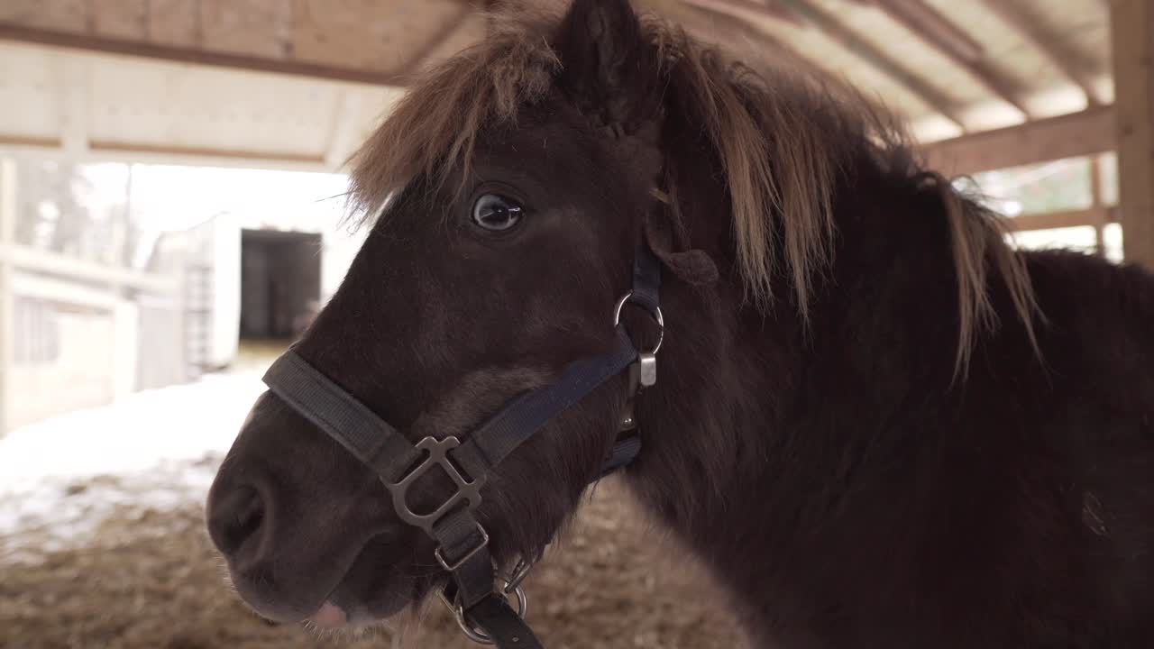 Beautiful Pony Close Up in Free Range at Organic Farm. Camera Movement: Stationary