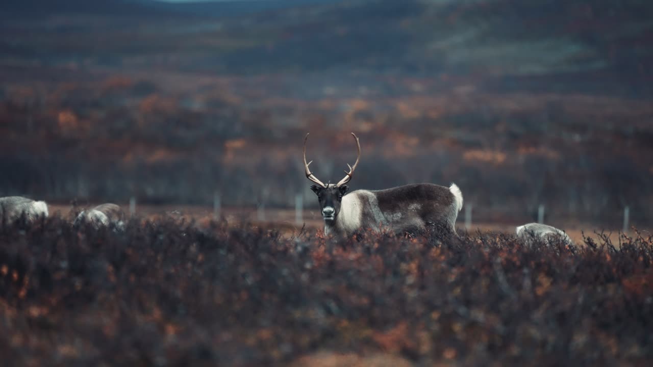 A close-up of the reindeer herd grazing in the autumn tundra