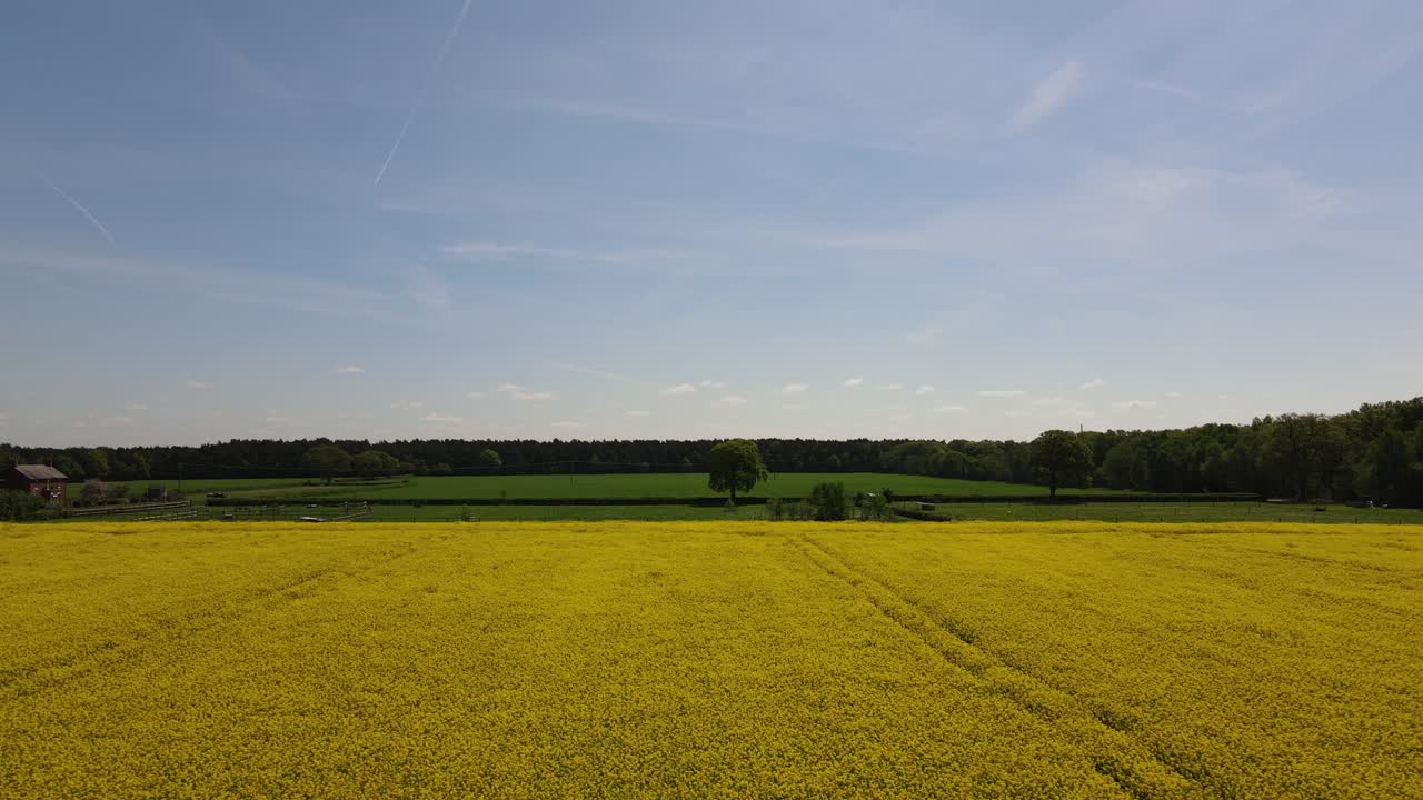 imágenes aéreas que miran sobre el campo de lincolnshire con vistas a través de campos de colza de semilla de aceite o cultivo de aceite de colza