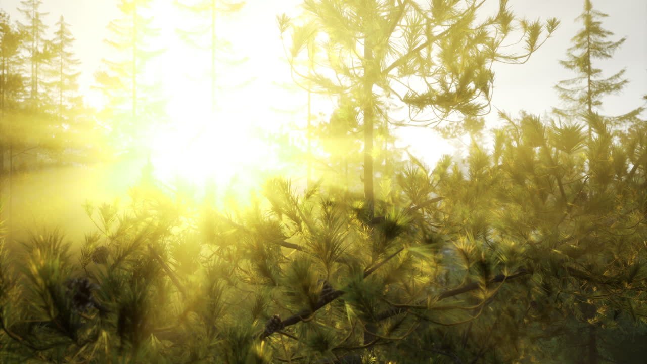 Sunlight filtering through pine trees in a serene forest at dawn