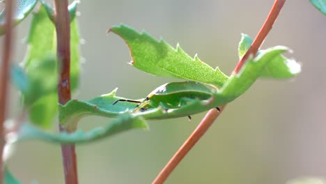 Closeup-view-of-a-green-stink-bug