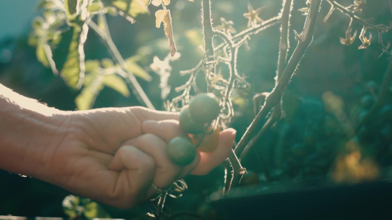 Harvesting cherry tomatoes on the vine at golden hour in extreme slow motion; farm-to-table branding, gardening content, organic and sustainability stories.