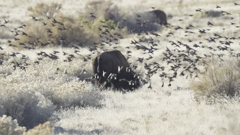 brown-headed cowbirds around a bison in the grasslands