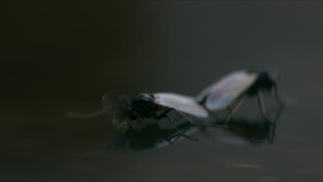 extreme macro of non-biting chironomid midges mating on the water surface, gently drifting in a serene and detailed scene