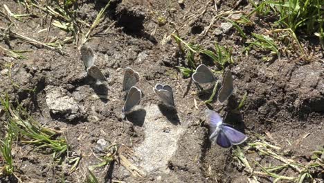 Mariposas-Blancas-De-Venas-Verdes-Que-Se-Posan-En-El-Suelo-Durante-El-Verano