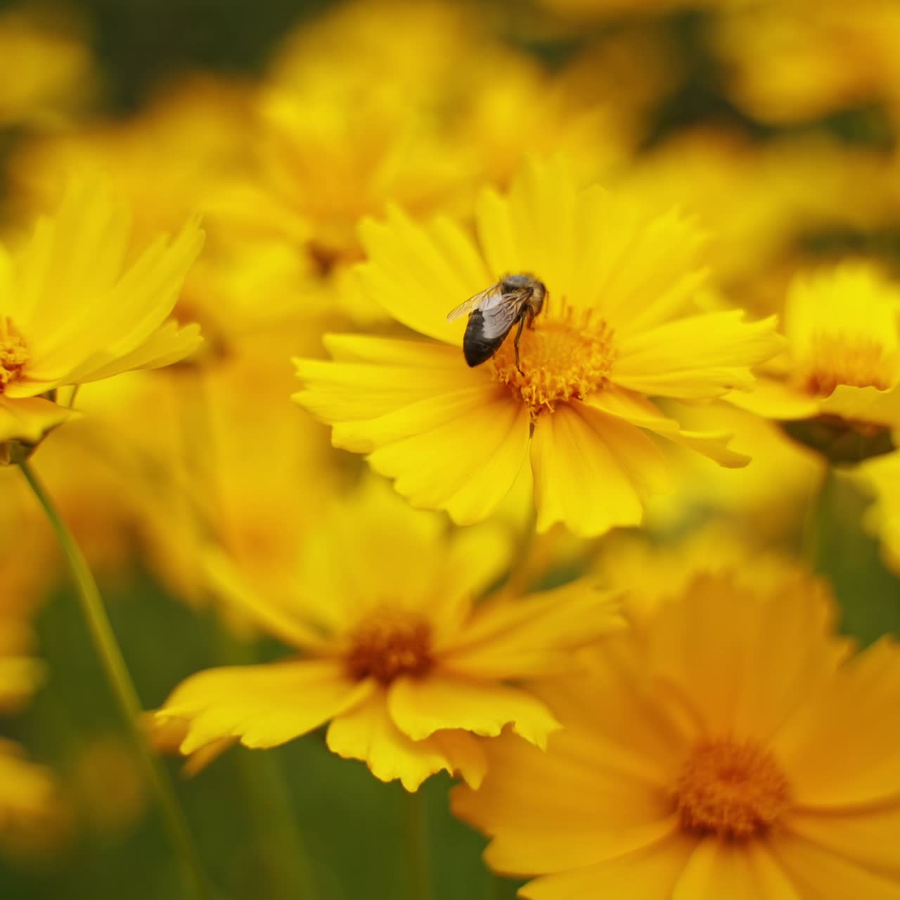 Bee harvesting pollen from flower
