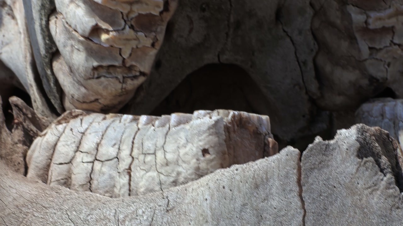 Handheld close-up shot of an elephant skull displayed on a large tree stump at the entrance to Ngorongoro Crater, Tanzania, Africa, capturing a striking safari landmark.
