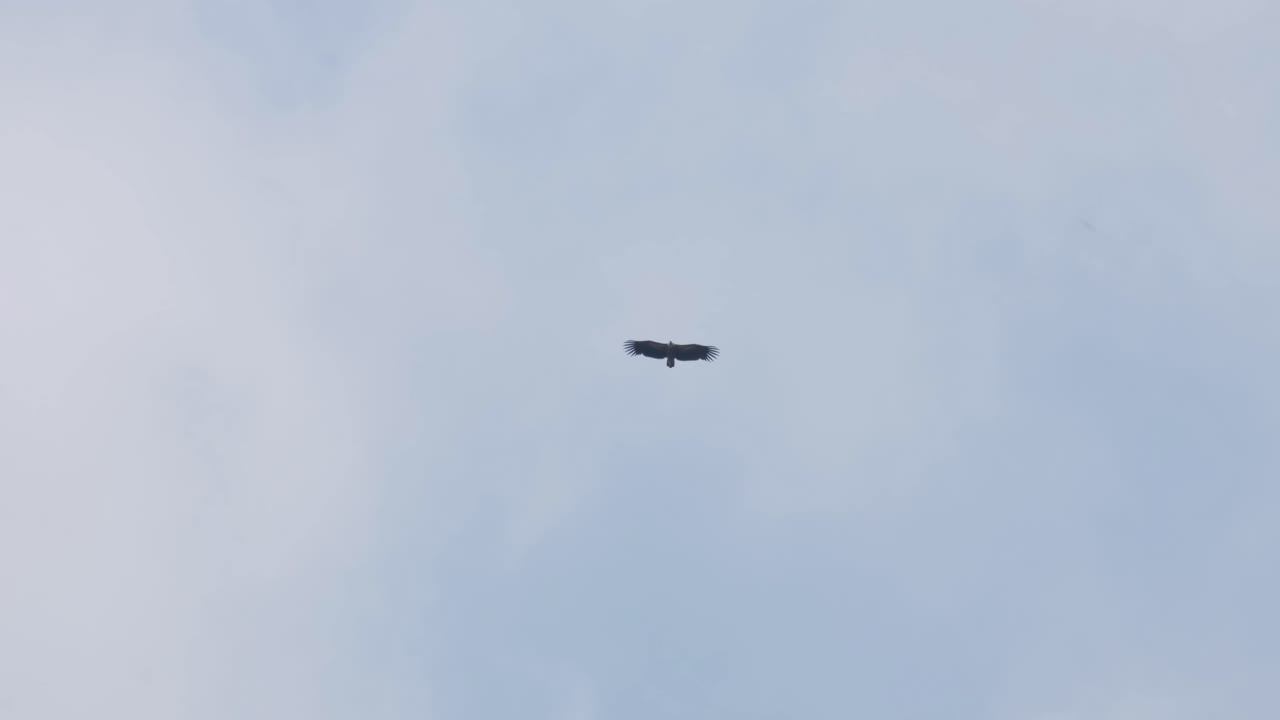 어느 여름날 구름과 푸른 하늘을 배경으로 위를 날고 있는 히말라야 그리폰 독수리 집스 히말라옌시스, 태국