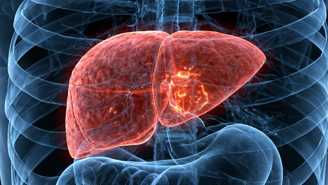 Transparent human liver anatomy visualization with glowing orange vessels