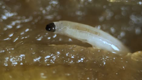 diptera larvae fly worm in microscope translucent mushroom fungus gnat