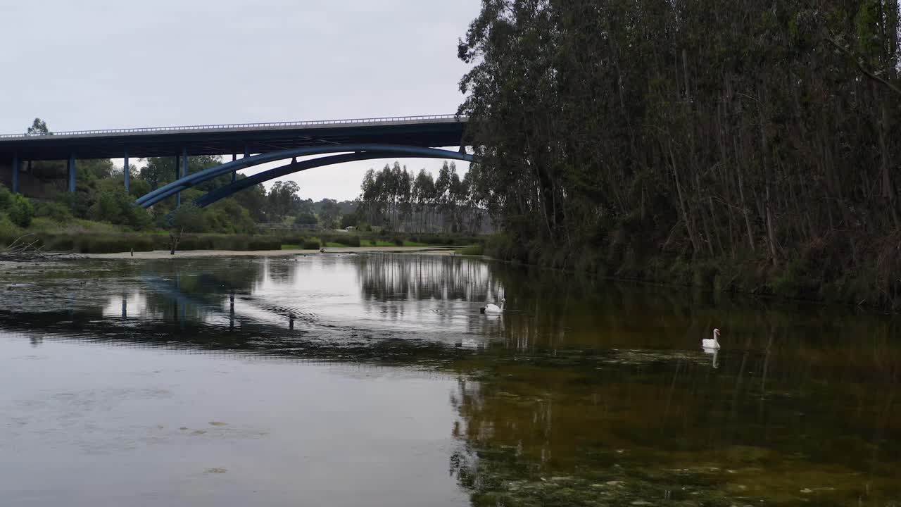 Fredfyldt scene: To svaner glider elegant i vandet, mens en passerende lastbil på broen komplementerer den pittoreske udsigt over San Vicente de la Barquera.