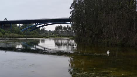 escena tranquila: dos cisnes se deslizan elegantemente en el agua mientras un camión pasa por el puente complementa la pintoresca vista de san vicente de la barquera