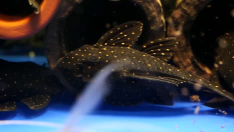 A-School-Of-White-Spotted-Suckermouth-Catfish-Baryancistrus-Swimming-Around-And-Sucking-Onto-The-Bottom-And-Sides-Of-A-Glass-Aquarium