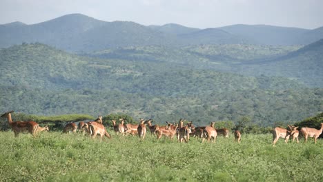 Impala-Herde-Grast-Im-Gras-Mit-Grünem-Berghintergrund-In-Südafrika