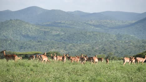 la manada de impala pasta en la hierba con fondo verde de montaña en sudáfrica