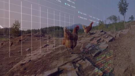 animation of data processing over hens outdoors