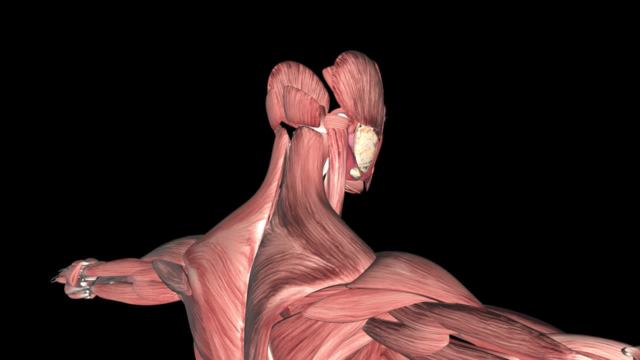 인간 근육 해부학