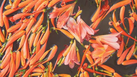 blooming orange buds of flower swim on water surface, top down handheld view