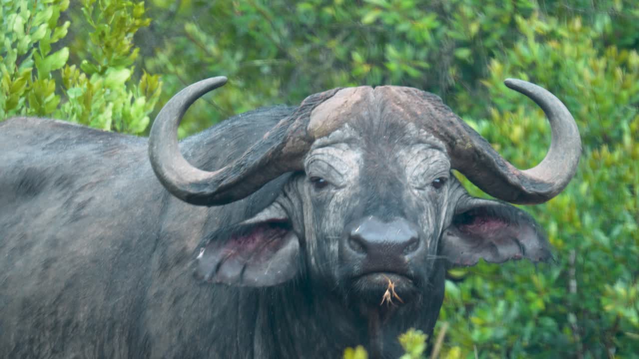 Un bufalo cafro solitario parzialmente nascosto in una fitta boscaglia verde, che rumina e osserva con cautela nel suo habitat naturale in Kenya.