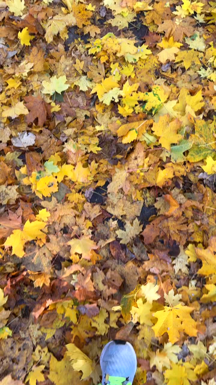 Autumn Leaves on the Ground