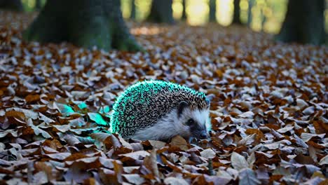 hedgehog in autumn forest
