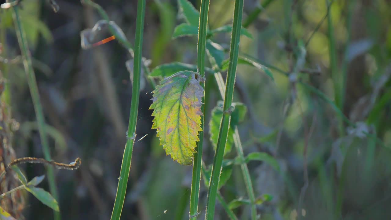 Green leave on a stem