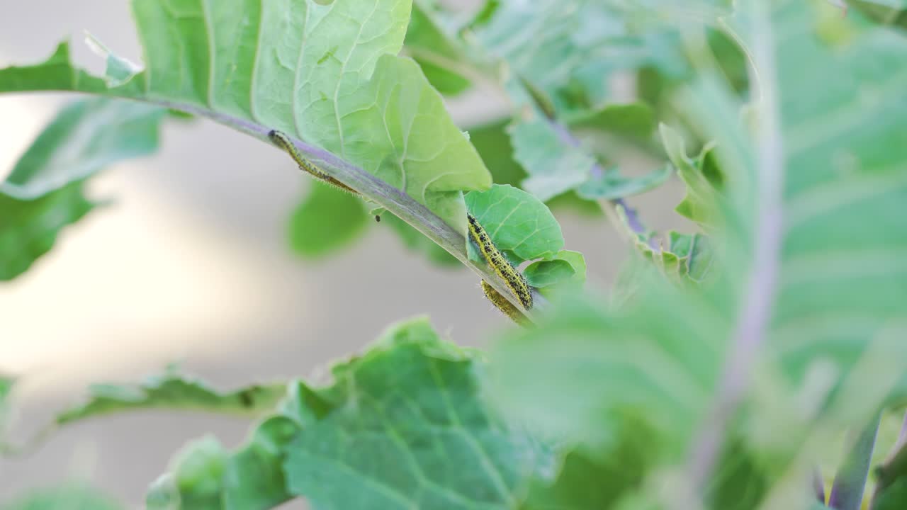 orugas en las hojas de repollo