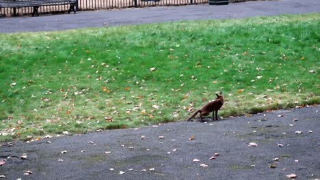 Zorro-Salvaje-Orinando-En-La-Hierba-De-Un-Parque-En-Londres-Durante-El-Día