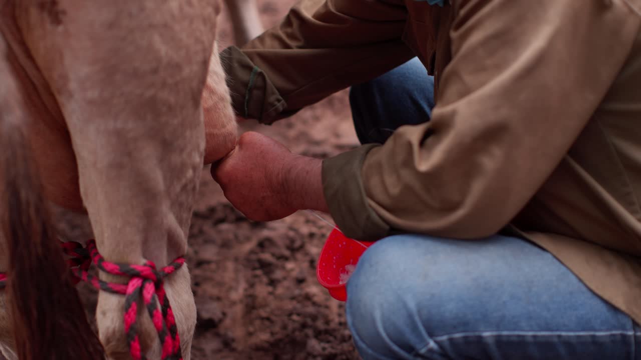 Close-up of farmer’s hands milking a cow into a bucket on a countryside farm
