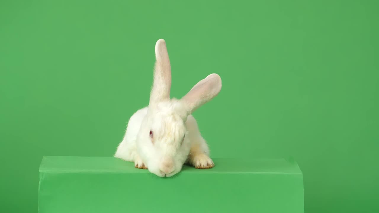 White Rabbit on Green Background