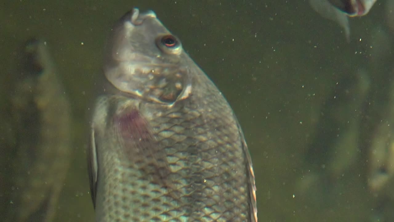 4k una vista cercana de peces tilapia nadando en agua dulce