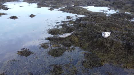 seals relaxing, ytri tunga iceland, aerial video