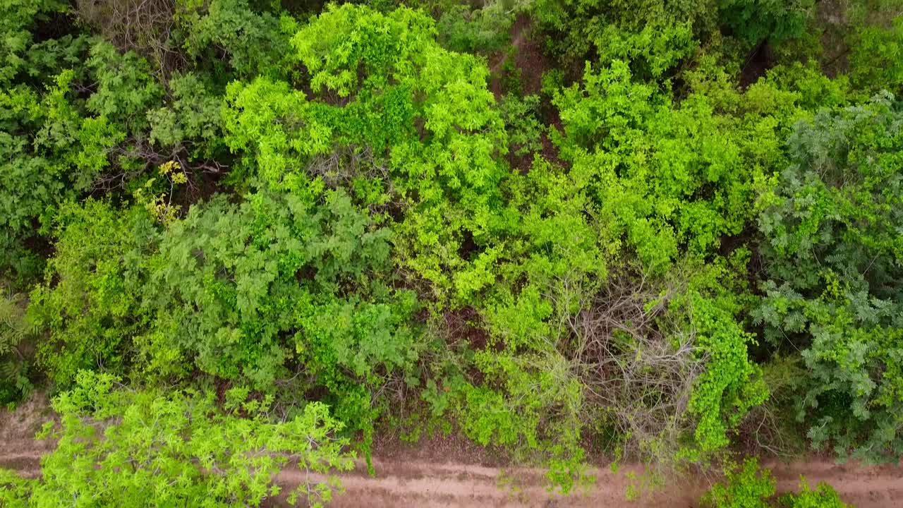Thick green tropical forest canopy - tilt down view