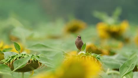 La-Cámara-Se-Aleja-Mientras-Este-Pájaro-Mira-A-Su-Alrededor-Posado-Sobre-Un-Girasol,-Pied-Bushchat-Saxicola-Caprata,-Tailandia