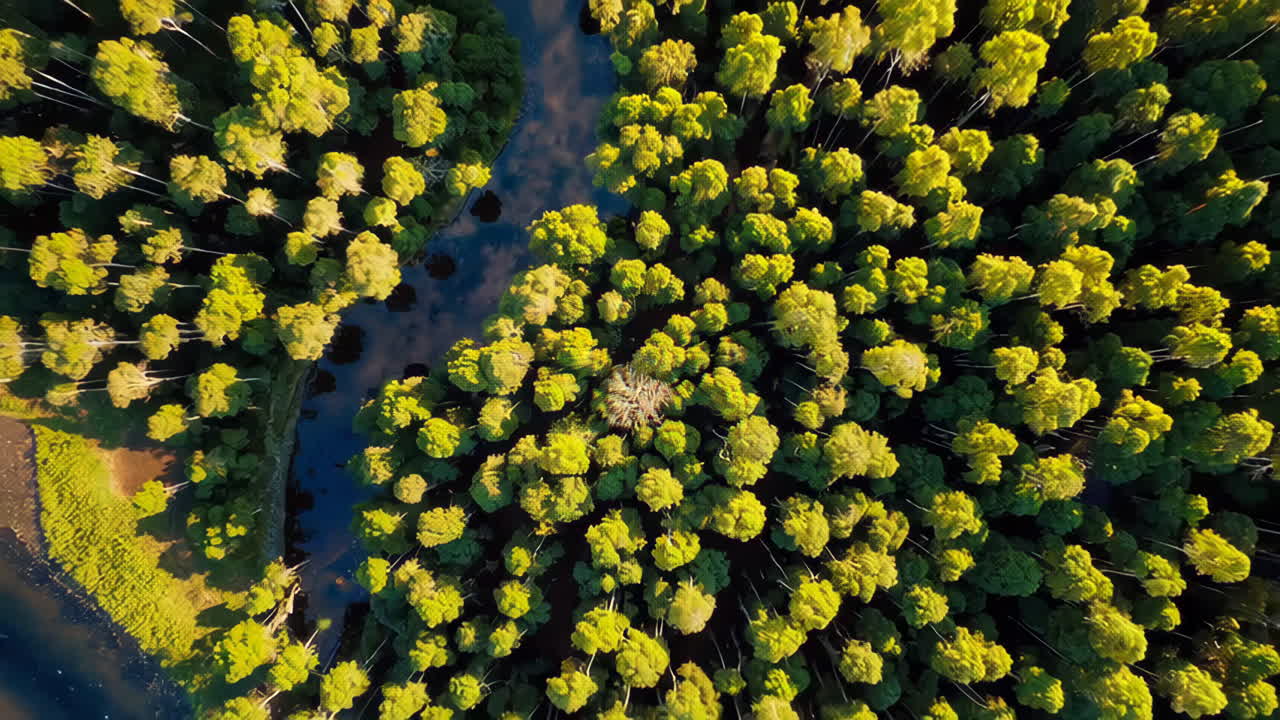 Aerial View of a Flooded Eucalyptus Forest