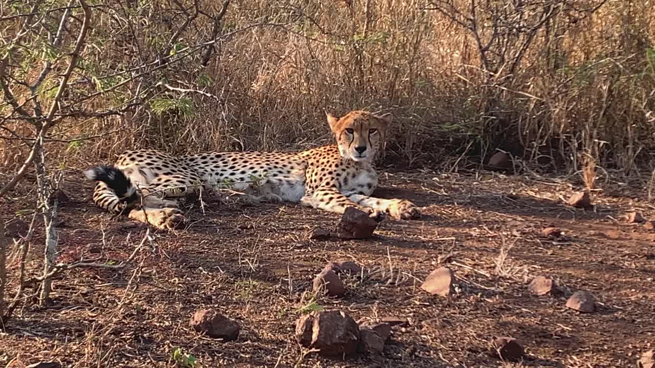 African cheetah relaxing in shade of tall grass, licks herself clean