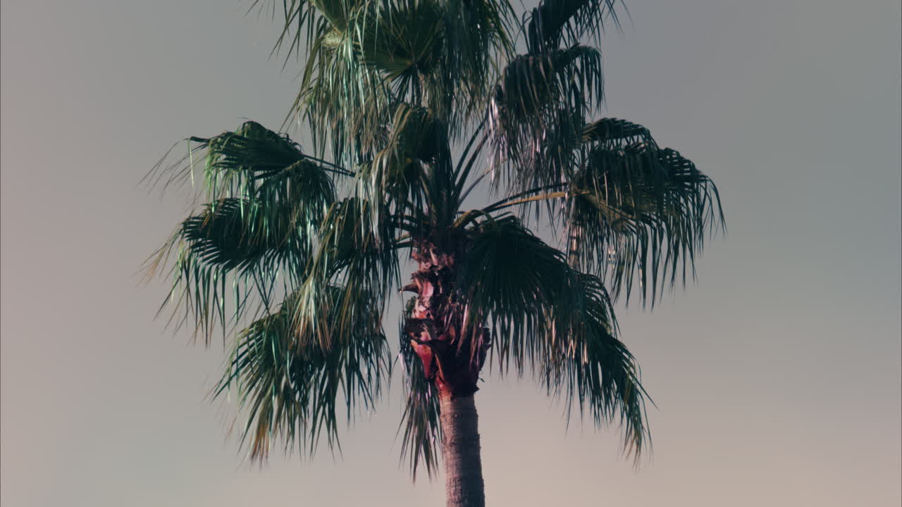 Distant view of a palm tree on a blue sky background