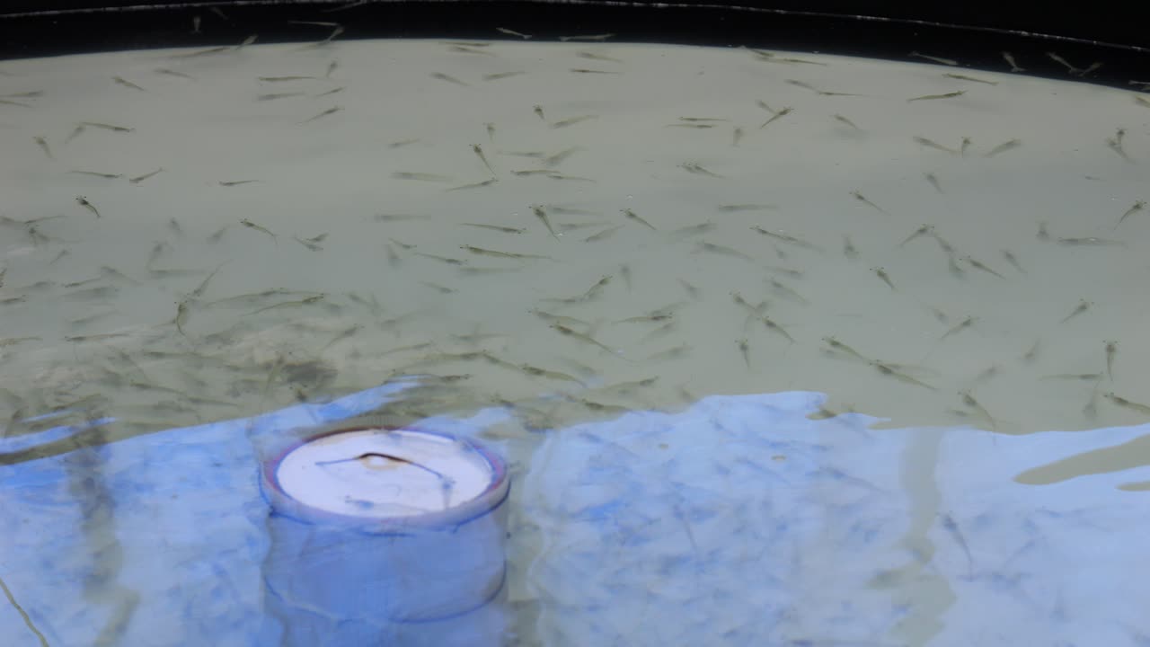 Young fish swimming in water tank in aqua farm, juvenile fry